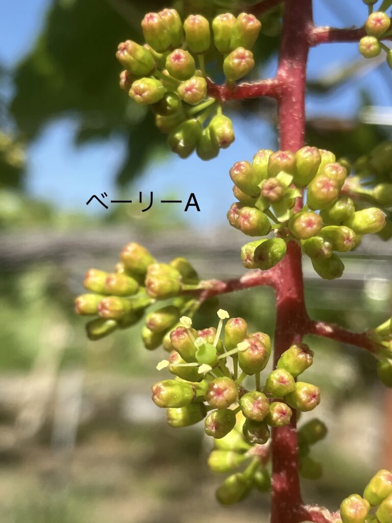 マスカット・ベーリーAの花